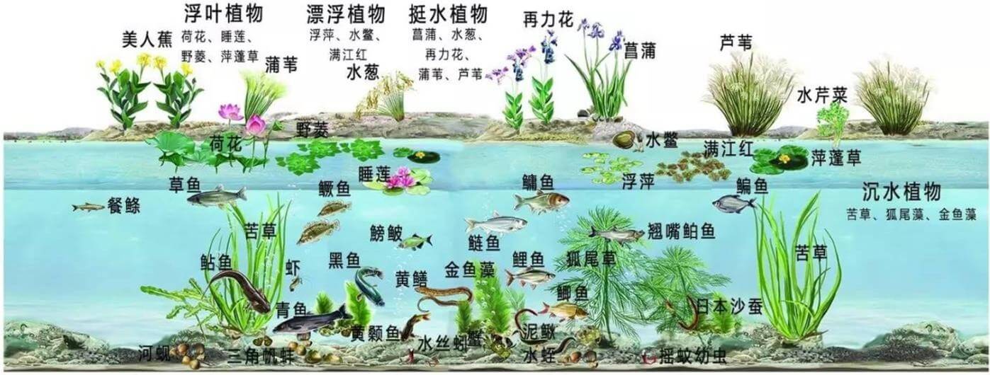 景觀水體、湖泊等生態(tài)修復(fù)解決方案